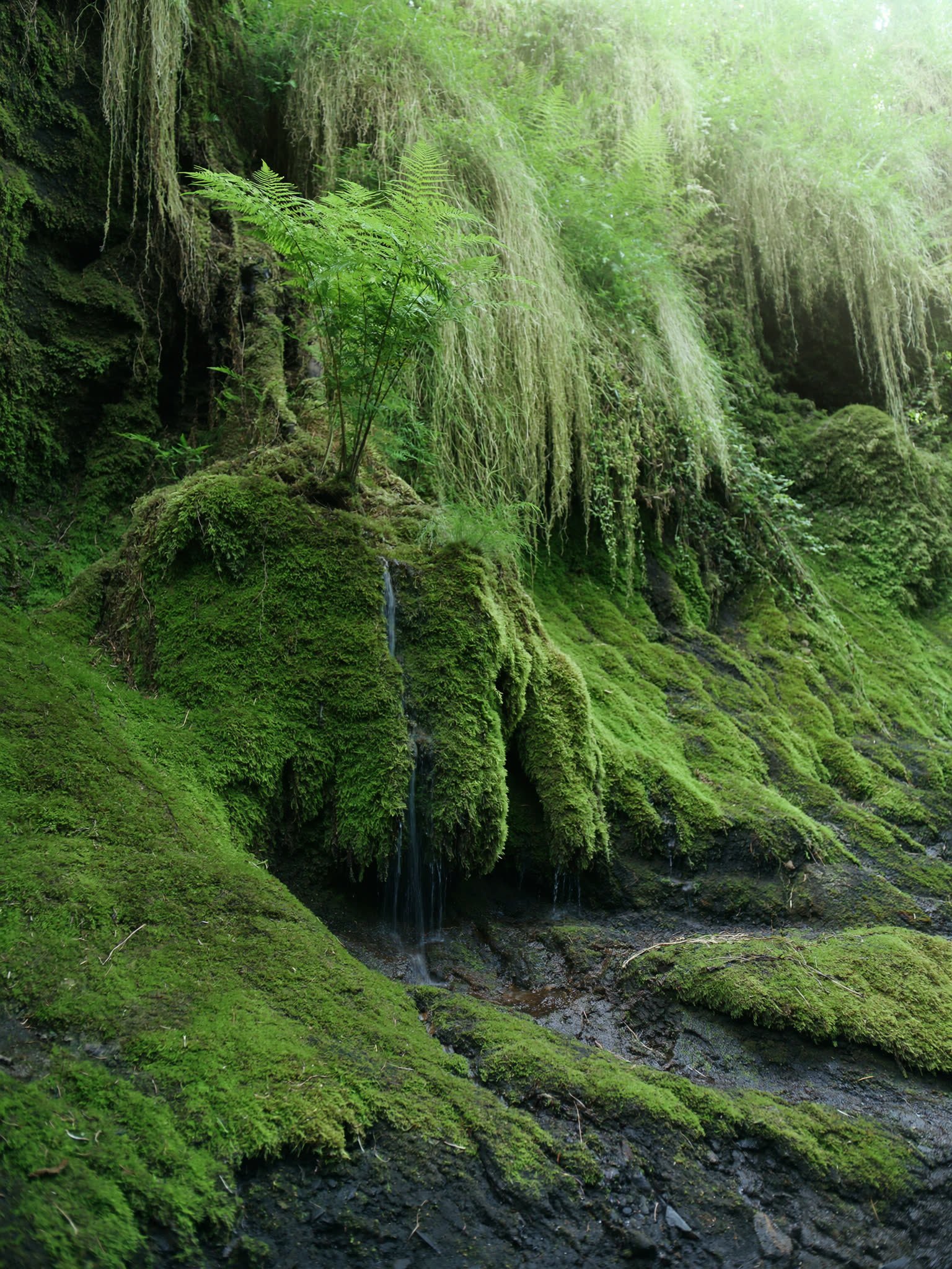 Moss over black volcanic rock, tree ferns and a thin stream on the floor of a Balinese cloud forest.